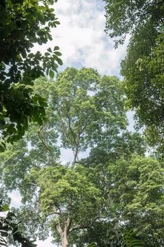 Tropical Forest Canopy with Open Sky Stock Photos
