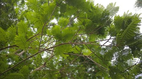 Tropical forest canopy Stock Photos