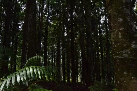 Tropical Forest Canopy Stock Photos