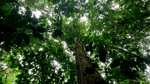A tropical forest canopy seen from below; green shades of the rainforest Stock Footage 336915349