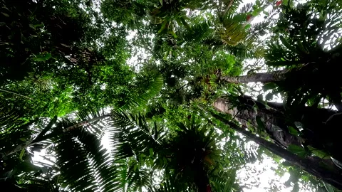 Tropical forest canopy seen from below, slowly circling around Stockbeeldmateriaal 336917566