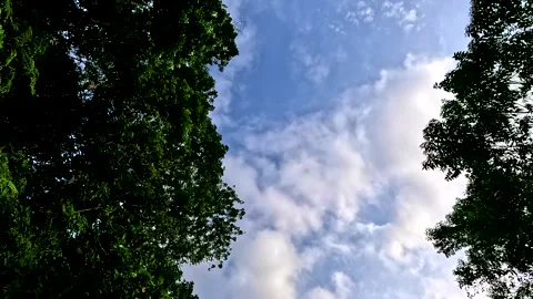 Tropical forest canopy with a stunning cloudscape; nature background 库存影片 336932209