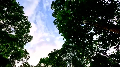 Tropical forest canopy with a stunning cloudscape seen from below Vidéo 336932223
