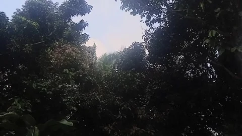 Tropical Forest Canopy with Sunlight Stock Footage 314955262