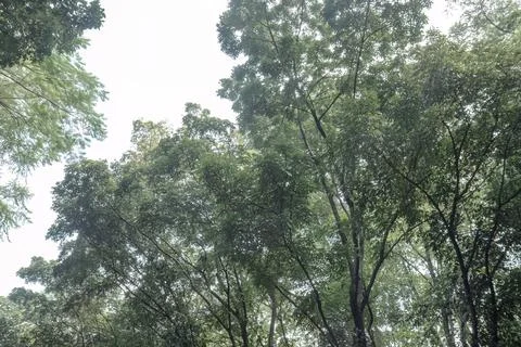 Tropical forest canopy with tree crowns and bright sky Stock Photos