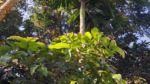 Tropical Forest Canopy View Vídeo Stock 331658633