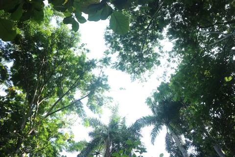 Tropical Forest Canopy View Stock Photos