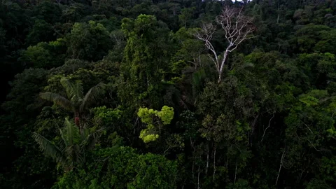 Tropical forest canopy,turning around different tree species Stock Footage 234934576