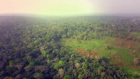 Tropical forest colors Stock Footage 80974216