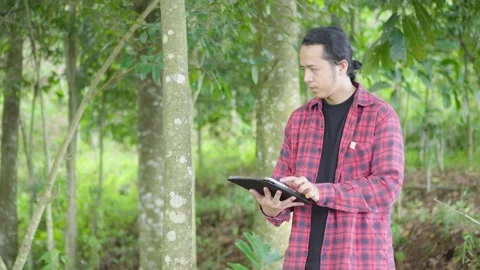 Tropical forest conservationist using tablet to monitor tree health data collect Stock Footage 309915563