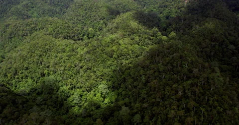 Tropical forest covering the beginning of chocolate hills Video stock 45797076