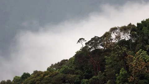 A tropical forest with dense greenery, showcasing trees against mist Stock Footage 345342054