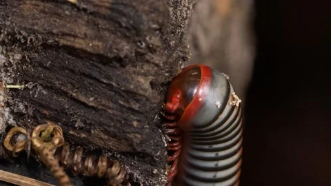 Tropical Forest Detritivore Feeding Inside Decaying Log Видео 337765573