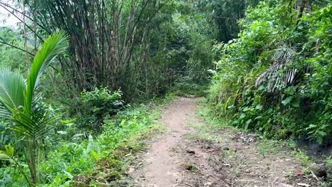 Tropical Forest Dirt Road Path Surrounded by Bamboo Treess Vídeos de archivo 332539292