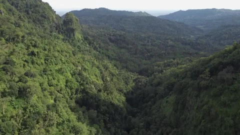Tropical Forest Drone Shot Stock Footage 222759598