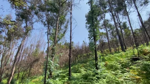 Tropical-like forest with eucalyptus trees and vibrant green landscape 🌳🌿 Stock Footage 310916451