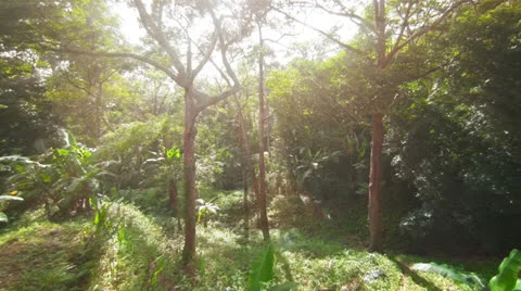 Tropical forest filled sunlight Stock Footage 26762264