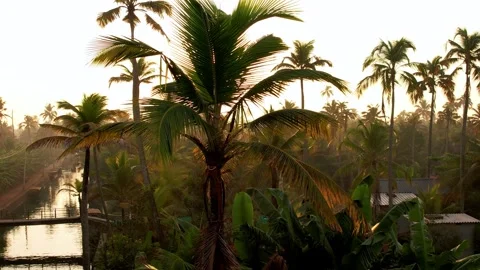 Tropical forest with first rays of sun, relaxation and silence, Kerala, India 스톡 동영상 280562766