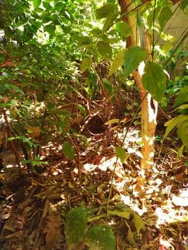 Tropical forest floor covered by a layer of leaves Stock Photos