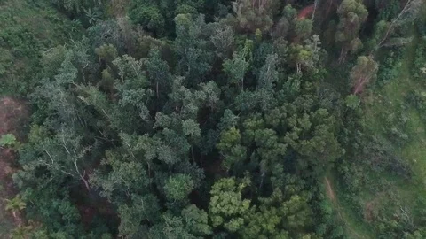 Tropical forest flyover Stock Footage 121593003