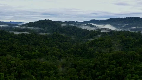 Tropical forest at the foot of the Andes Range, the hilly landscape Vidéo 336861935