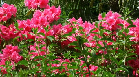 Tropical Forest Stock Footage 494963