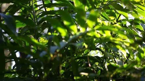 In the tropical forest Stock Footage 22292331