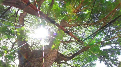 Tropical forest. Stock Footage 24104780