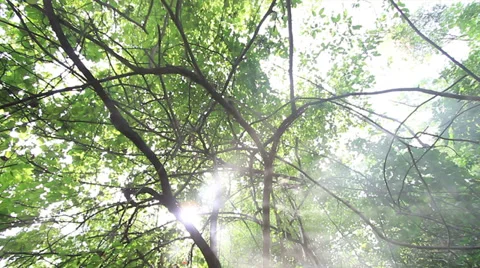 Tropical forest Stock Footage 35144184