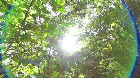 Tropical forest Stock Footage 35145324