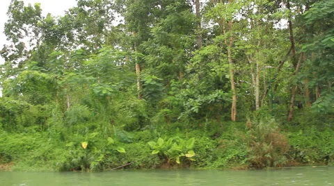 Tropical forest Stock-Footage 43674899