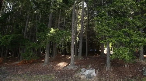 Tropical Forest Видео 44736991