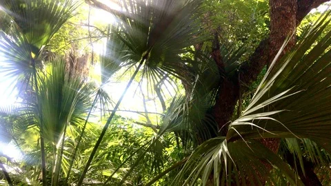 Tropical Forest Stock Footage 82167587