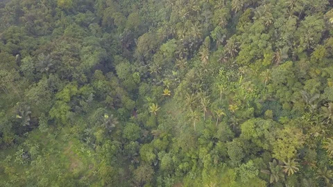 Tropical forest Stock Footage 85541188