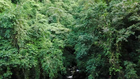 Tropical Forest Stock Footage 133038400