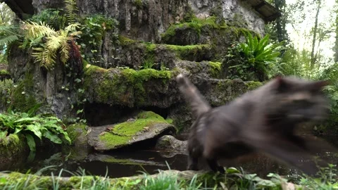 A tropical forest 库存影片 183035236