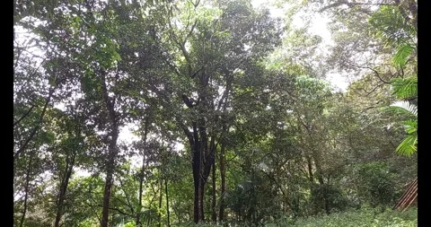 Tropical forest Stock Footage 288414617