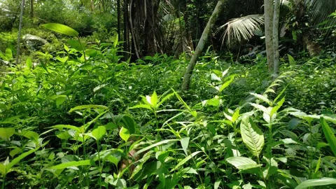 Tropical forest Video stock 289438036