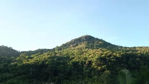 Tropical Forest Stock Footage 292369316