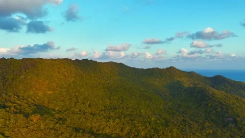 Tropical Forest Stock Footage 302957240