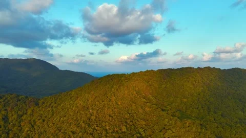 Tropical Forest Stock Footage 302957292