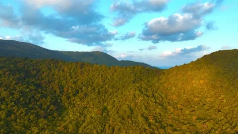 Tropical Forest Stock Footage 302957425