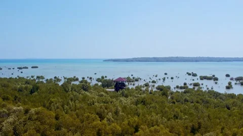 Tropical Forest Stock Footage 302957434