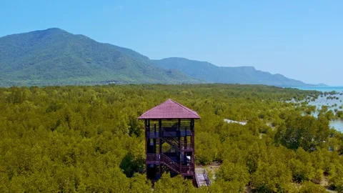 Tropical Forest Stock Footage 302957438