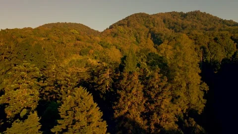 Tropical Forest Stock Footage 303547860