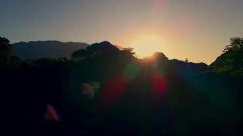 Tropical Forest Stock Footage 303548039