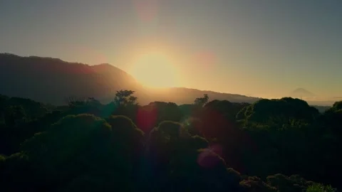 Tropical Forest Stock Footage 303570028