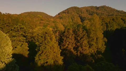 Tropical Forest Stock Footage 303570103