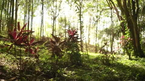 Tropical forest Video stock 312814420
