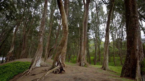 Tropical Forest Video stock 313225168